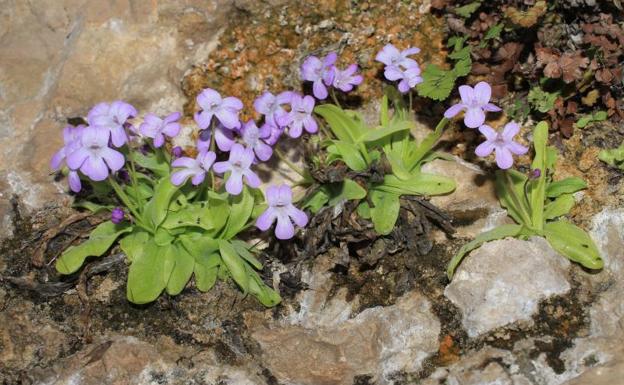 Descubren una nueva planta carnívora en Valencia