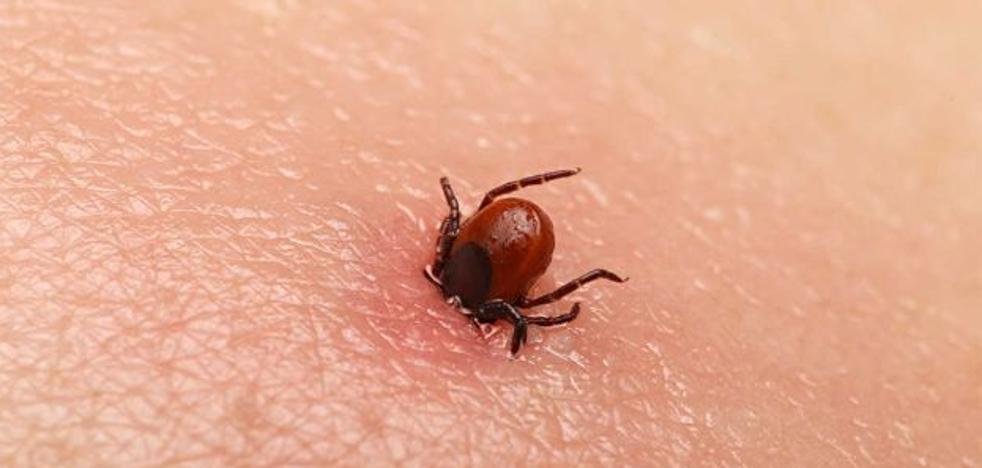 ¿Qué es la enfermedad de Lyme que transmiten las garrapatas?