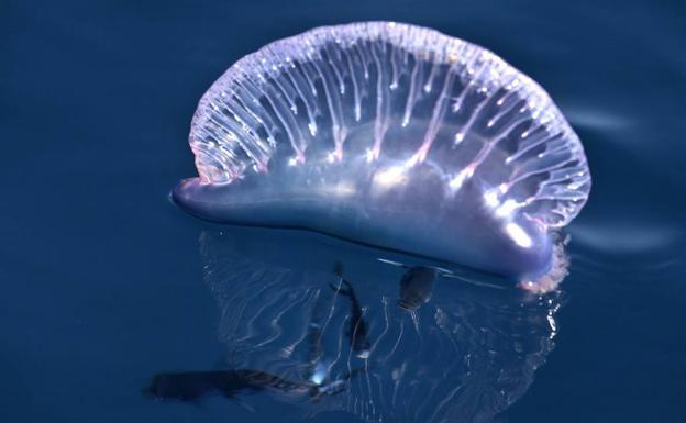 Hospitalizado un niño en Elche por la picadura de una medusa tóxica 'Carabela portuguesa'