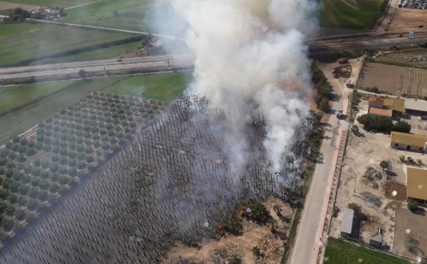 Un incendio arrasa 2.500 palmeras en Catral y quema la cara de un bombero