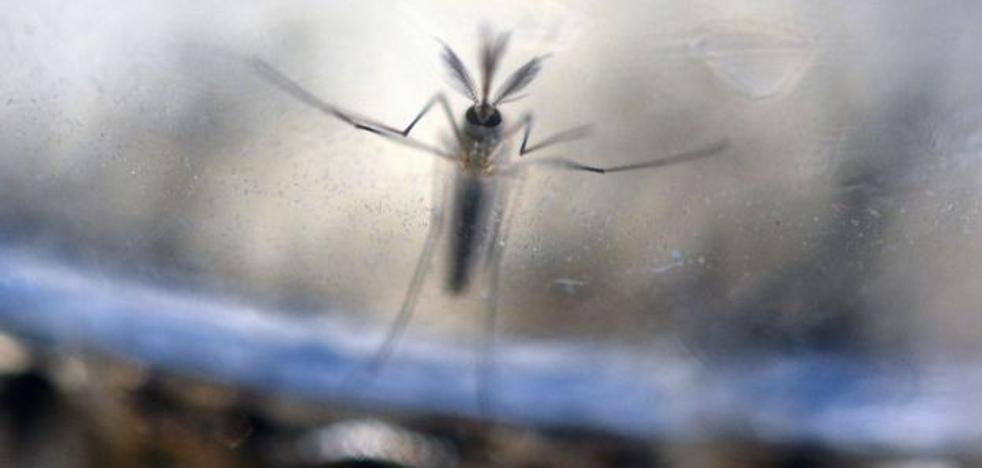La imparable expansión del mosquito tigre en la Comunitat Valenciana