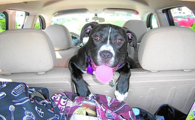 Viajando seguros con las mascotas