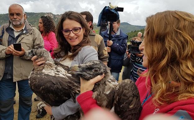 El quebrantahuesos vuelve a la Tinença de Benifassà