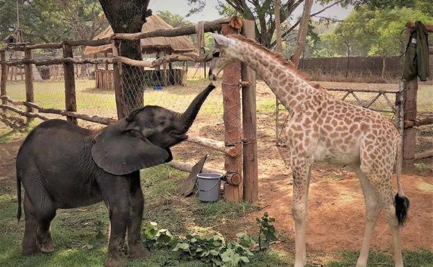 La amistad entre la elefanta Molly y la jirafa Sebastien, un cuento cruel