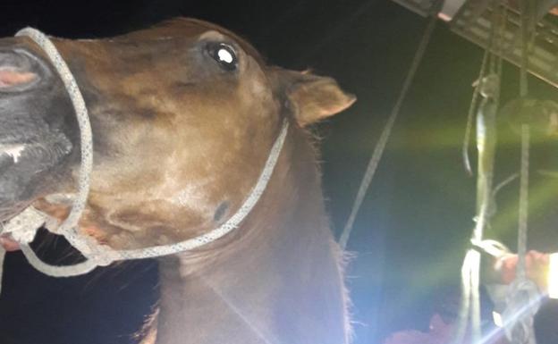 Los bomberos rescatan a un caballo caído a una acequia de riego entre Alzira y Alberic