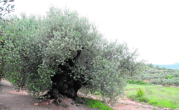 Olivarera Cervol de Traiguera supera el millón de litros en aceite de oliva virgen extra
