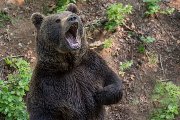 Muere un hombre ahogado al intentar escapar de un oso