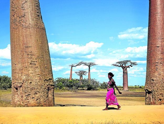 Los baobabs se mueren de forma misteriosa en África | Las Provincias