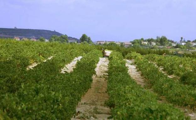 Enoturismo para las bodegas DOP Valencia