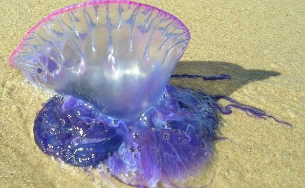 Cerrada la playa de Tavernes tras hallar dos carabelas portuguesas