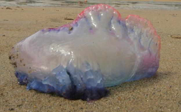 La carabela portuguesa llega a la playa de la Malvarrosa