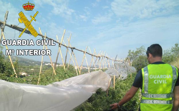 La Guardia Civil desmantela cultivos de cerca de 900 plantas de marihuana en Albaida y Alberic