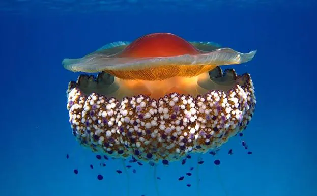 La carabela portuguesa y otras 13 medusas que asustan en el mar