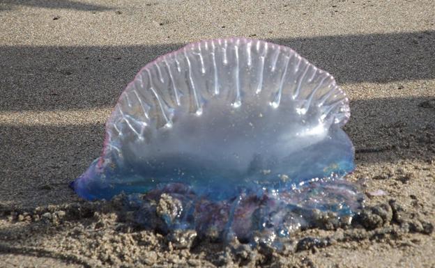 Carabela portuguesa: Gandia iza la bandera verde en la playa Nord