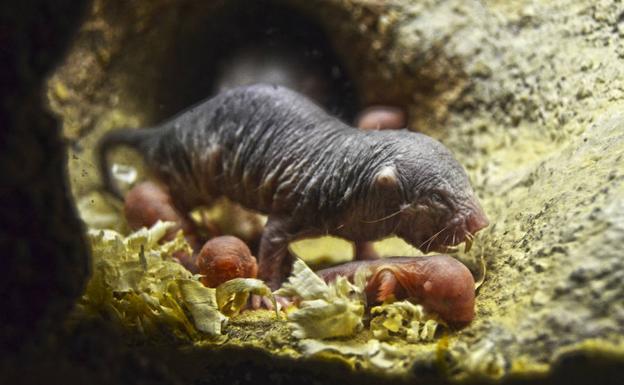Nace en el Bioparc una camada de rata topo desnuda, un mamífero prácticamente inmune al cáncer