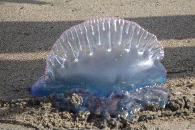 La carabela portuguesa obliga a la policía de Gandia a vigilar playas en ausencia de Cruz Roja