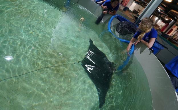 Una raya manta aparece varada en la playa de la Malvarrosa