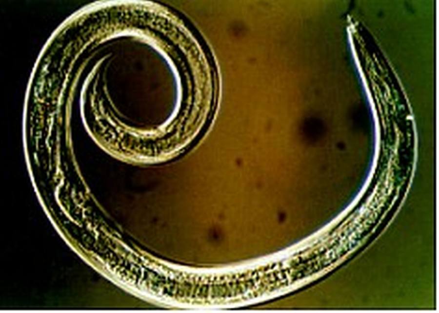 ¿Qué es el anisakis y cómo se evita?