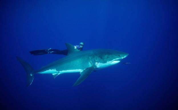 Una modelo sufre el ataque de un tiburón mientras buscaba la foto perfecta