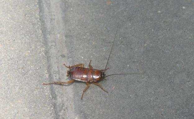 Plaga de cucarachas en el ambulatorio de l'Eliana que caen encima de las personas