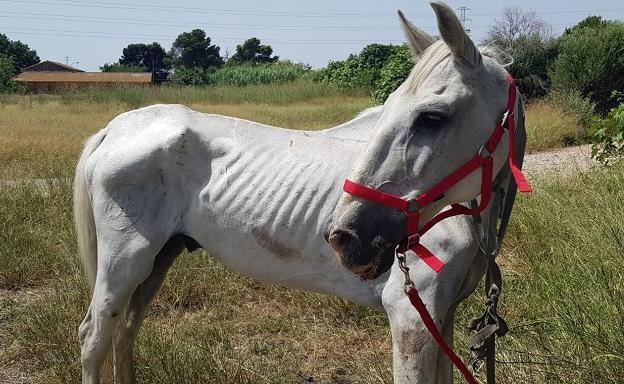 Un caballo desnutrido detrás de la nueva La Fe