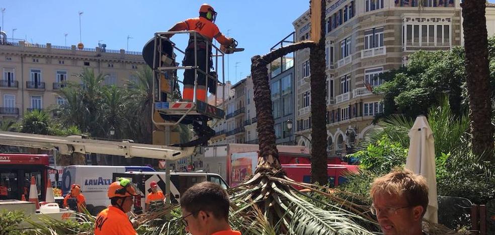 Cae una palmera sobre una terraza en la plaza de la Reina