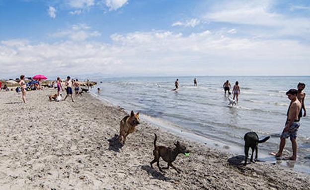 La playa más dog-friendly de la Comunitat Valenciana