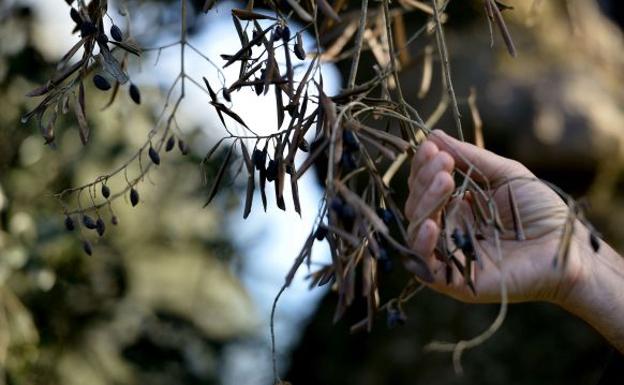 Detectado el octavo foco de la Xylella fastidiosa en la Marina Alta y Baixa