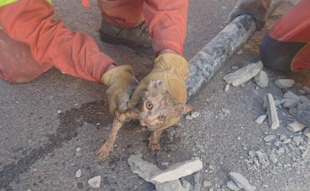 Rescatan a un gato atrapado en una tubería de Cheste