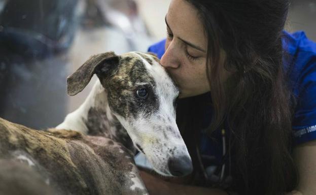 El galgo que volvió a la vida tras una brutal paliza