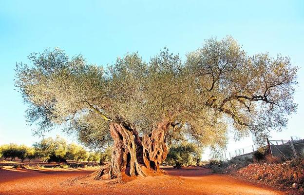 Ruta por los olivos de la Comunitat