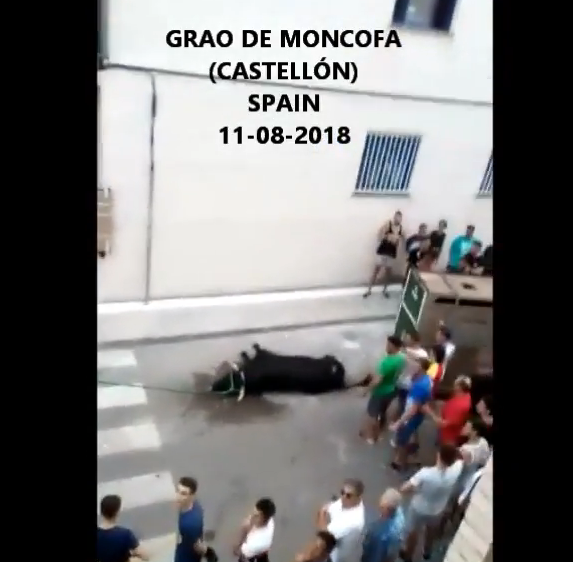 Polémica con los bous al carrer en Moncofa