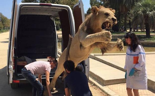 Decomisan un león africano disecado que se vendía por 6.000 euros en internet