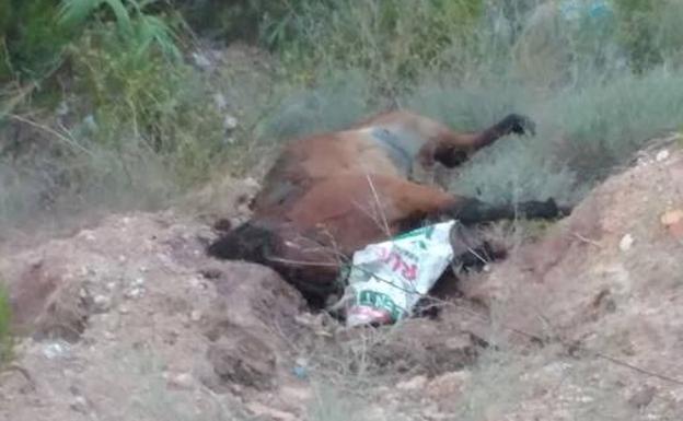 Hallan cinco caballos muertos en Alfarp