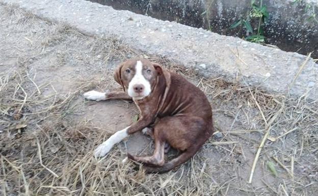 Un perro acompaña toda la noche a un anciano con alzhéimer que había desaparecido en Burriana