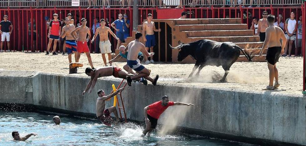 Los bous se lanzan al mar en Xàbia