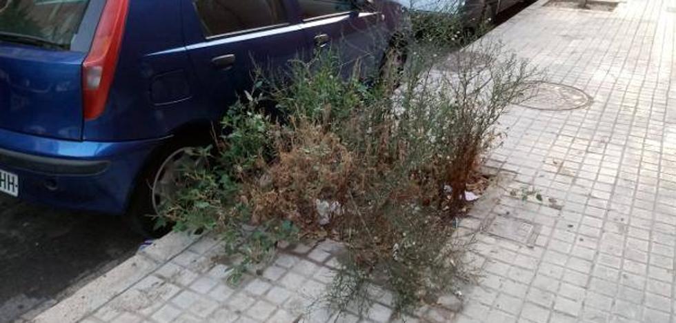 El abandono de cientos de alcorques en Valencia aviva las protestas por los matorrales