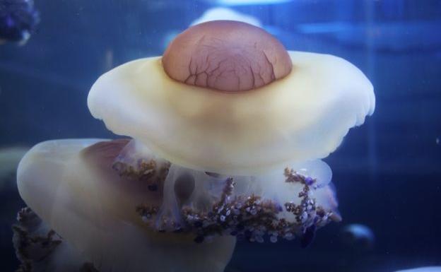 El Oceanogràfic exhibe las mayores medusas huevo frito del mundo