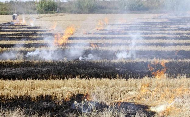 L'Albufera se dividirá en dos áreas para la quema de la paja del arroz