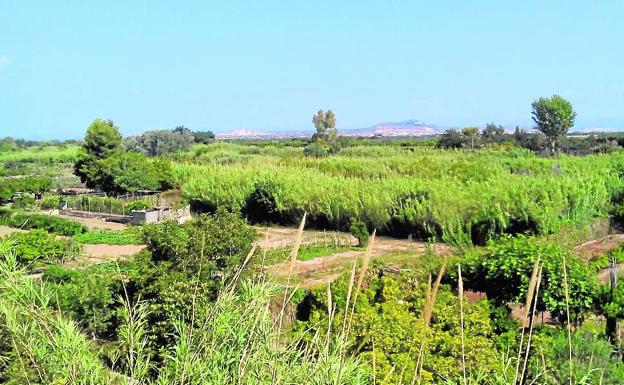 El Consistorio pagará 500 euros por hectárea para limpiar el Parc del Túria