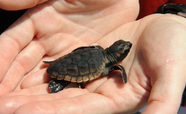 Los médicos extraen una tortuga de la vagina de una mujer en Tenerife