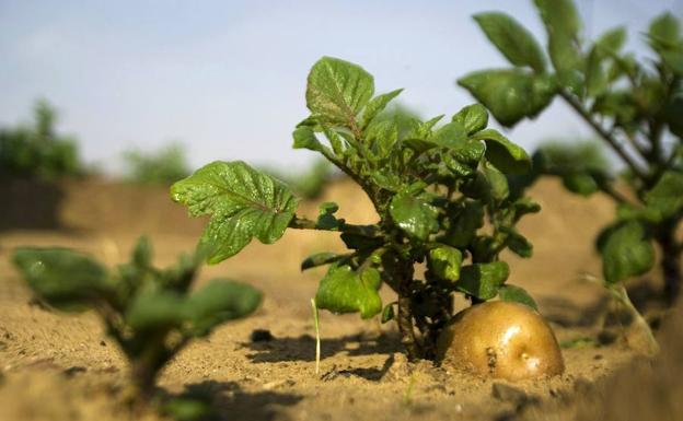 Investigadores de la UPV y el CSIC crean un kit de bajo coste que permite detectar hasta 148 virus que atacan a frutas y hortalizas