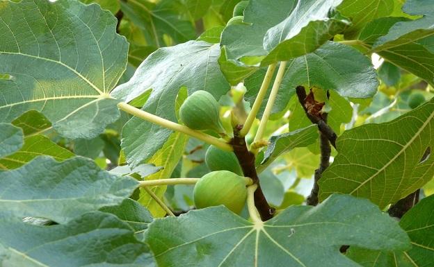 Hallan los restos de un hombre asesinado hace 40 años gracias a la higuera que creció de su estómago