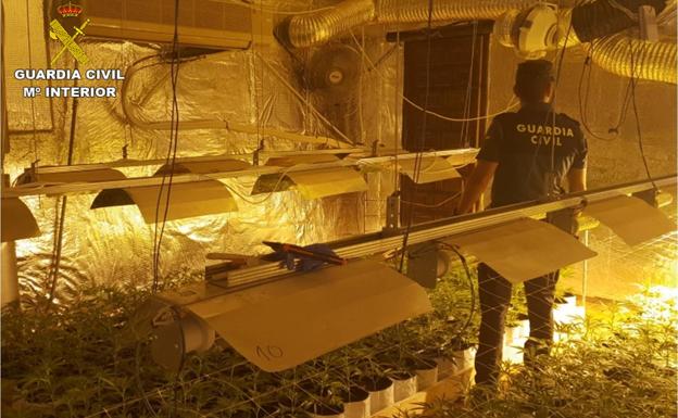 Desmantelan un cultivo de 1.300 plantas de marihuana en Monóvar vigilado por el móvil