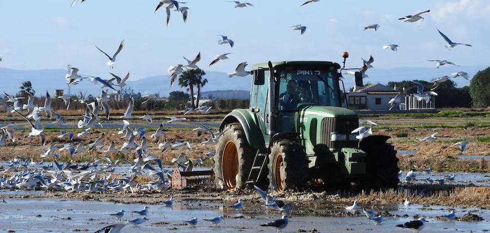 Islas para aves en un mar de arroz