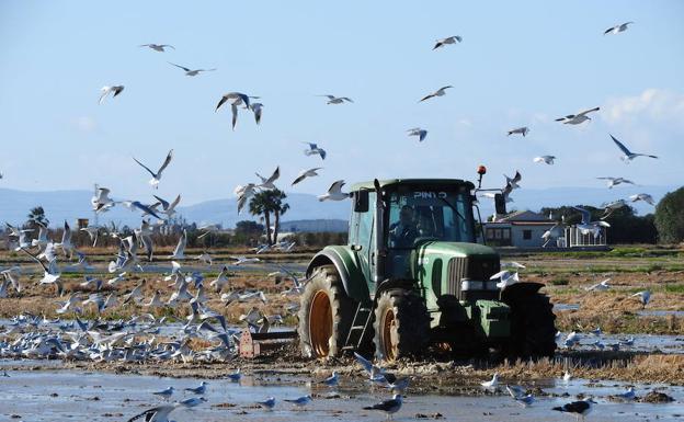 Islas para aves en un mar de arroz