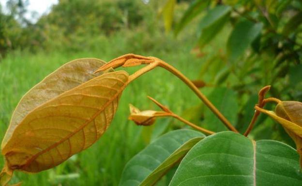 La UPV descubre una planta del Amazonas que mata las células del cáncer de hígado