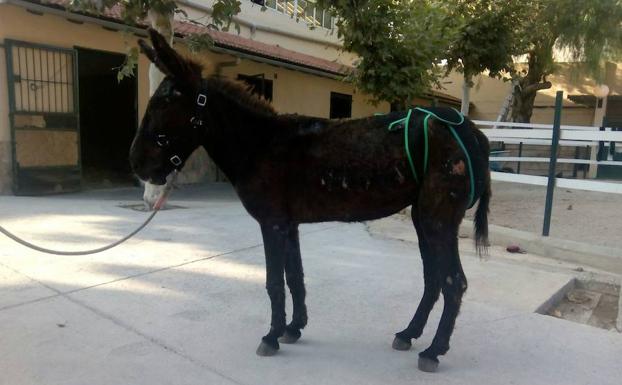 El hombre acusado de maltratar a su burra niega los hechos