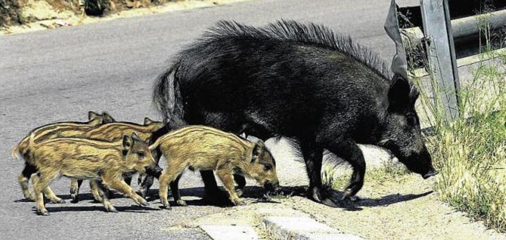Los animales causan 800 accidentes de tráfico al año en la Comunitat