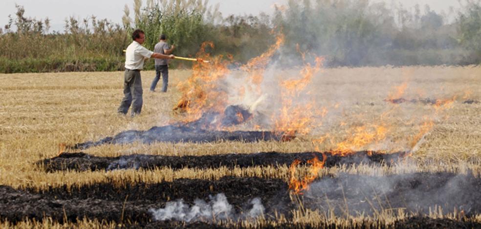 El Consell autoriza adelantar el fangueo del arroz para evitar que se contamine el agua de la Albufera